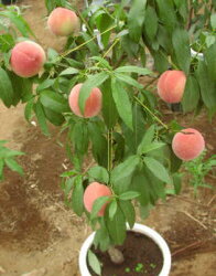決して 下着 ダーベビルのテス 桃 植木鉢 Nawa Kolkata Org