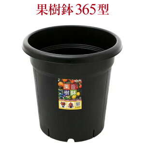 ʎ365^@a36.5cm@12@Xbg
