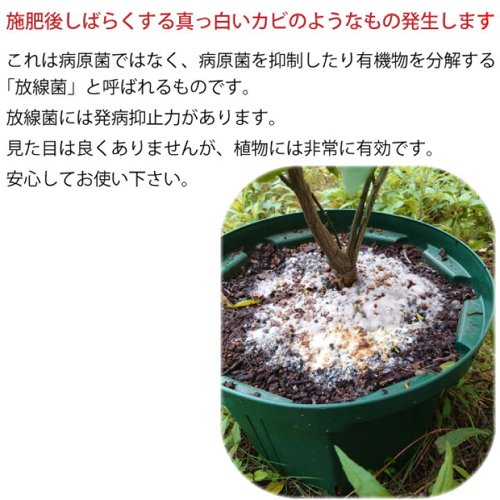 楽天市場 ニーム核油かす 1kg 送料無料 油粕 油糟 有機肥料 無農薬栽培に使える 花実樹