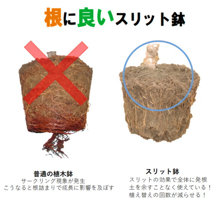 楽天市場】7号スリット鉢（ロングタイプ） 72個入りケース販売 ※代引 