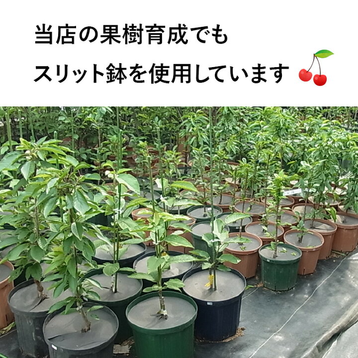 楽天市場】4号スリット鉢（ロングタイプ） 直径12cm CSM-120L 4号 