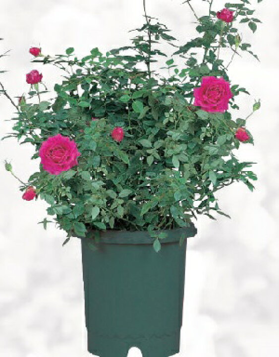 楽天市場 リッチェル バラ鉢 10号 約30cm グリーン 花実樹