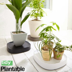 楽天市場 キャスター付き鉢皿 Tidy Plantable Mサイズ 32cm 32cm 8号 10号鉢向け プランタブル 送料無料 植木鉢 受皿 受け皿 観葉植物 花実樹 楽天市場 キャスター付き鉢皿 Tidy Plantable Mサイズ 32cm 32cm 8号 10号鉢向け プランタブル 送料無料 植木鉢 受皿 受け皿 観葉植物 花実樹