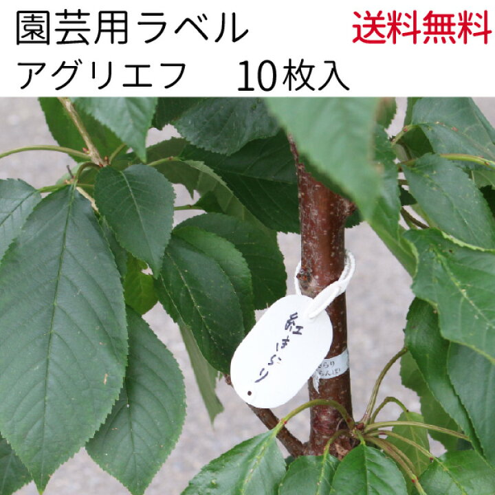 楽天市場 アグリエフ 10枚入り 園芸用ラベル 37mm 55mm 小判型 メール便送料無料 フラワーラベル 花実樹