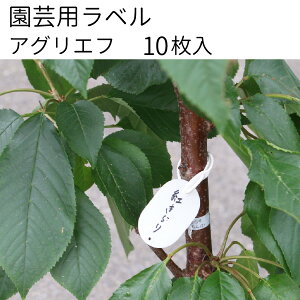 wAOGtx 10 |px 37mm×55mm ^ t[x [։