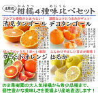 4月の柑橘4種味くらべ「満足」セット