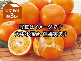 宮内いよかん 約3kg ワケあり