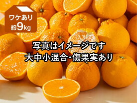 ワケありデコタンゴール（不知火）約9kg（愛媛県産）【訳あり デコポンと同品種 みかん 愛媛産】