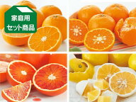 5月の柑橘4種味比べ「プチ」セット
