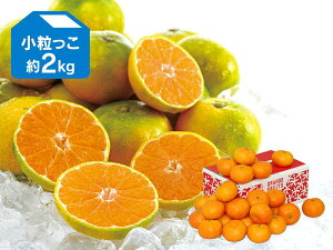 極早生みかん約2kg 小粒っこ