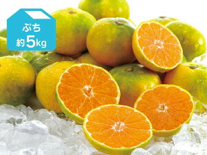 ぷち 極早生みかん約5kg
