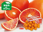ブラッドオレンジ（タロッコ）家庭用約5kg（愛媛県産）