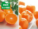 媛まどんな＆愛媛みかんセット約4kg（愛媛県産）