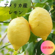 【アメリカ産】レモン　送料無料　大特価