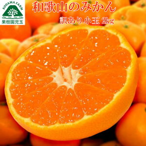 みかんの通販 価格比較 価格 Com