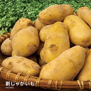 【営業日当日発送】新じゃがいも ジャガイモ 送料無料 ジャガイモ じゃがいも メークイン 野菜 ジャガイモ じゃが