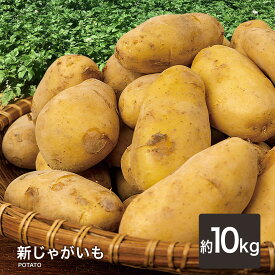 【ポイント最大10倍】新じゃがいも ジャガイモ 送料無料 ジャガイモ じゃがいも メークイン 野菜 ジャガイモ じゃが