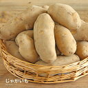 【2500円以上で5%OFFクーポン!!】【営業日当日発送】じゃがいも 送料無料 メークイン ポテト ジャガイモ じゃが 野菜