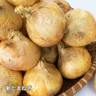 【営業日当日発送】新たまねぎ 新玉ねぎ 新たま 国産 L〜2L 玉葱 ご家庭用 大量 野菜 玉ねぎ