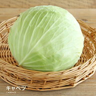 【営業日当日発送】キャベツ 送料無料 きゃべつ サラダ お好み焼き 炒め 焼肉 BBQ 定番 万能 葉 青 球
