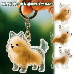  ԗp JvZ LO   Mtg ANZT[ A lC  L |jA TGh R[M[ Č {[_[R[ AXJ  g obO t v[g 