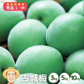 秀品 古城梅 3kg 5kg 10kg (+保障100g) L～Mサイズ 和歌山産 梅酒 梅ジュース 向き品種 梅シロップ 果実 うめ 梅 ウメ カキエモン 農園 送料無料 こじろ梅 ごじろ梅 紀州
