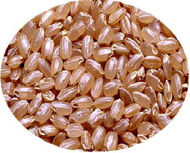 ミルキークイーン 5kg 玄米 特別栽培米 金色袋 送料無料広島県産ミルキークイーン5kg 特別栽培米 広島ミルキークイーン5kg 令和5年産 1等米