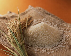 V ߘa7NY 1čLYRVqJ 10kg Ic u[ Ic̎R_@ RVqJ 10kg