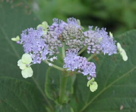 楽天市場 紫陽花 緑色の通販