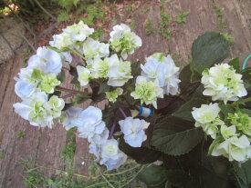 楽天市場 紫陽花 八重の通販