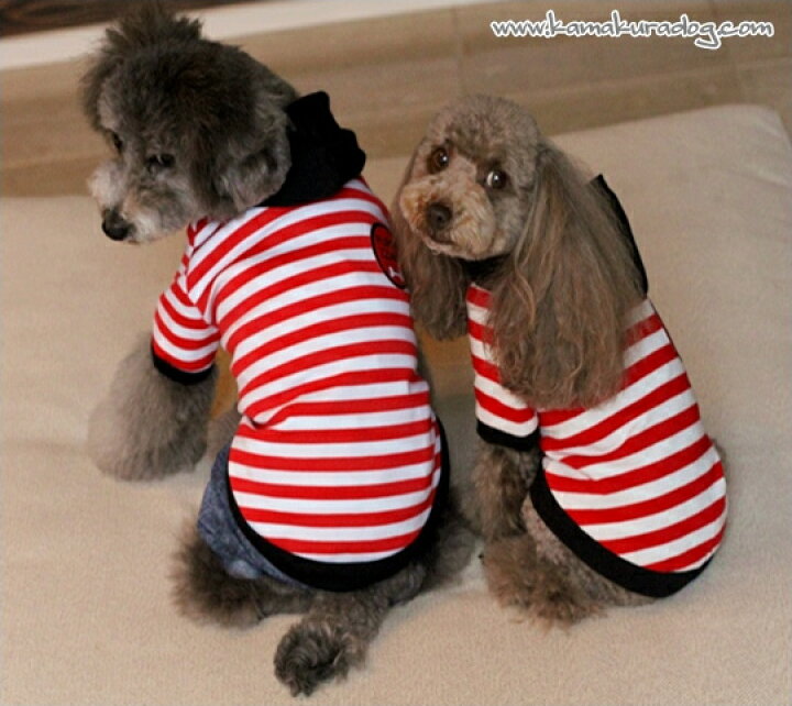 楽天市場 ドッグウェア 犬の服 トイプードル 犬 服 犬服 ボーンワッペン パーカー 鎌倉dog2号店