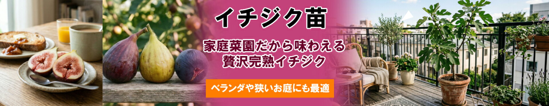 イチジク苗