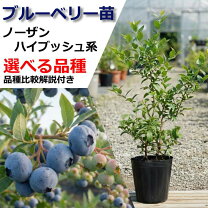 楽天市場】ブルーベリー レガシーの通販