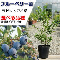 ブルーベリー 苗木 ラビットアイ 苗 苗木 苗 果樹苗 果樹苗木 販売 耐寒性 家庭菜園 ベランダ 栽培 【選…