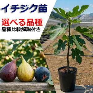�C�`�W�N �c�� �c�� �c �ʎ��c �ʎ��c�� �̔� �ϊ��� �ƒ�؉� �x�����_ �͔| �}���� ���S�� �x�����_ �|�b�g�c ���A�� ���ԉ� �������� ���̏�ʎ���