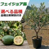 フェイジョア 苗木 苗 果樹苗 果樹苗木 販売 耐寒性 家庭菜園 ベランダ 栽培 【選べる品種】 1年生 3年生…