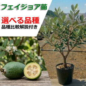 フェイジョア 苗木 苗 果樹苗 果樹苗木 販売 耐寒性 家庭菜園 ベランダ 栽培 【選べる品種】 1年生 3年生 苗 常緑 鉢植え ベランダ菜園 南国フルーツ シンボルツリー 果樹苗