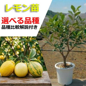 ������ �c�� �c �ʎ��c �ʎ��c�� �̔� �ϊ��� �ƒ�؉� �x�����_ �͔| �y�I�ׂ�i��z �c ���A�� �x�����_�؉� ��܂ŐH�ׂ��� �ʎ��c ���n ���k