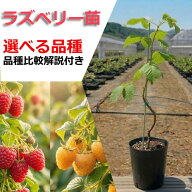 ラズベリー 苗木 苗 果樹苗 果樹苗木 販売 耐寒性 家庭菜園 ベランダ 栽培 【選べる品種】 トゲなし 2年…