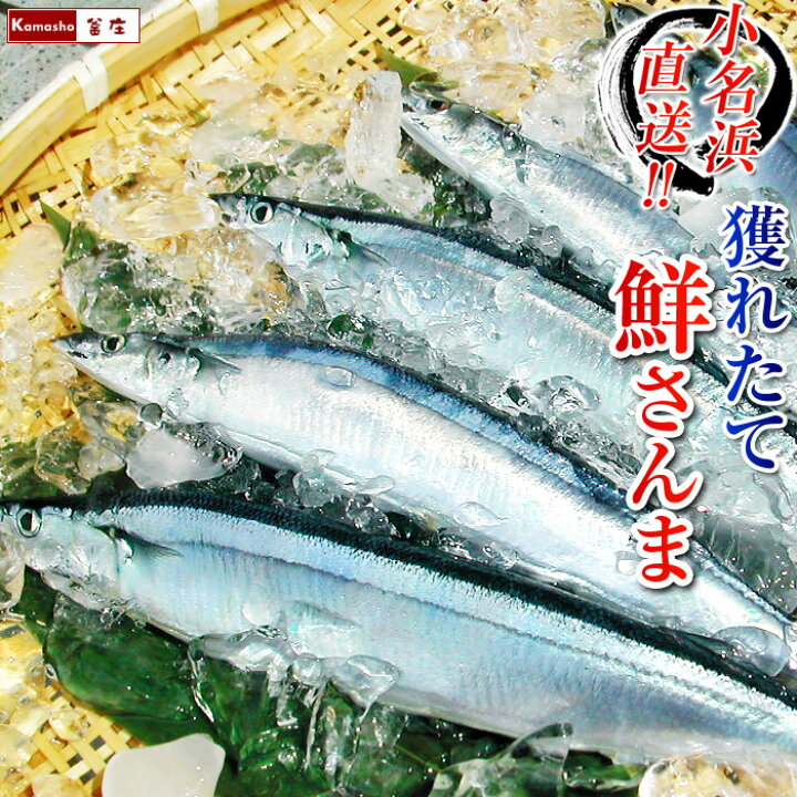 楽天市場 サンマ さんま 鮮さんま 10尾入 サイズ混合 水揚げ次第発送 秋刀魚 生さんま 生サンマ 鮮サンマ いわき市 小名浜 より選別 発送 沖縄県は発送不可 釜庄 楽天市場店 楽天市場 サンマ さんま 鮮さんま 10尾入 サイズ混合 水揚げ次第発送 秋刀魚 生さんま 生サンマ 鮮サンマ いわき市 小名浜 より選別 発送 沖縄県は発送不可 釜庄 楽天市場店