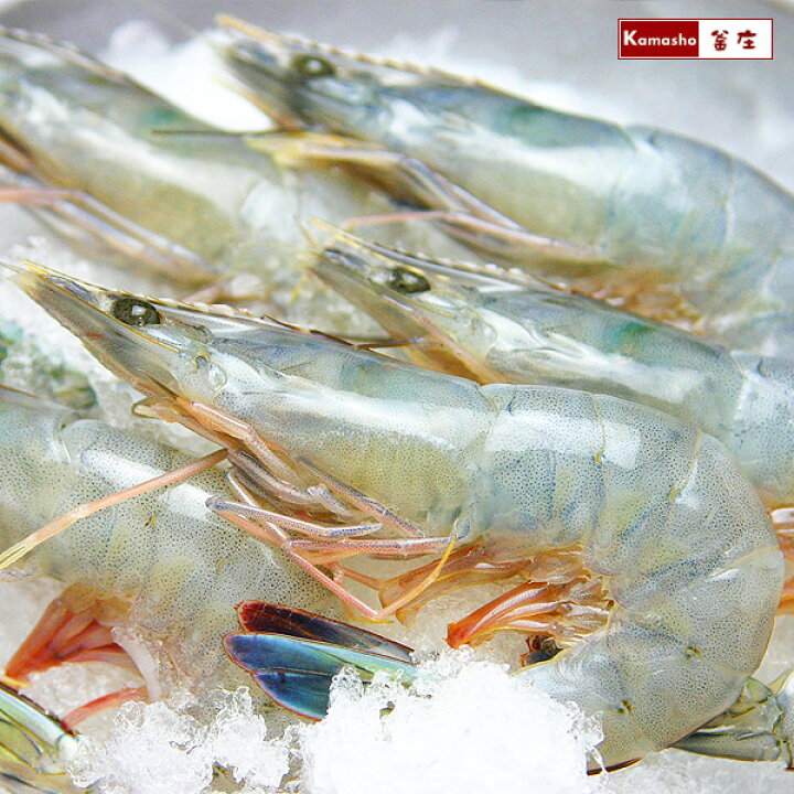 楽天市場 天使の海老 特大 1kg 30尾入 送料無料 沖縄は別途 天使のエビ 天使のえび 30 30 匹 お刺身 海鮮丼 手巻き寿司 お取り寄せ あす楽 釜庄 楽天市場店 楽天市場 天使の海老 特大 1kg 30尾入 送料無料 沖縄は別途 天使のエビ 天使のえび 30 30 匹 お刺身 海鮮丼 手巻き寿司 お取り寄せ あす楽 釜庄 楽天市場店