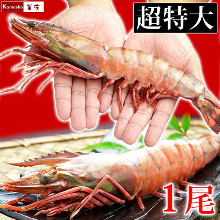 楽天市場 皇帝の海老 天然 シータイガー 超特大サイズ エビ えび 海老 超特大 冷凍 1尾 230 2g 約30 32cm 個包装パック バーベキュー 誕生日 あす楽 釜庄 楽天市場店