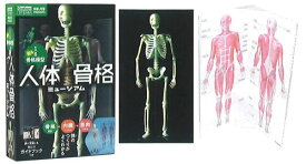 学研　科学と学習 presents(自由研究）1/6サイズ靱帯骨格模型(骨格＋内臓＋筋肉の仕組みを学ぼう）人体骨格ミュージアム(J750737）