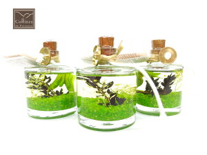 Rkhv@XCollinesDeProvence t[ICvFlowerOilLamp XN