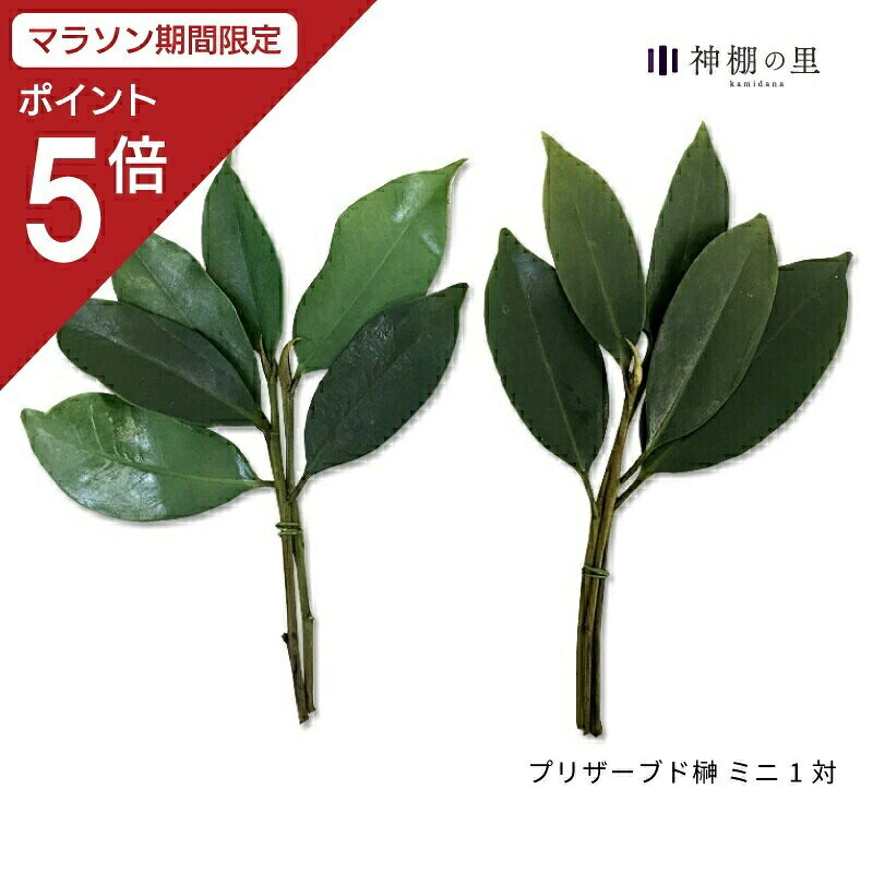 神棚 榊 プリザーブド榊(椿)荒神松 1本 サカキ さかき - 神具
