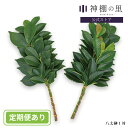 純国産 八丈榊（小）1対 生の榊