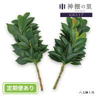 純国産 八丈榊（小）1対 生の榊
