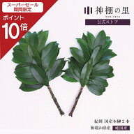 【スーパーSALE限定ポイント10倍】 神棚 榊 生榊 紀州国産本榊　2本 和歌山県産　サカキ さかき 送料無料