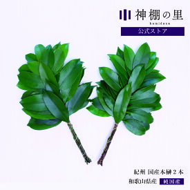 神棚 榊 生榊 紀州国産本榊　2本 和歌山県産　サカキ さかき 送料無料