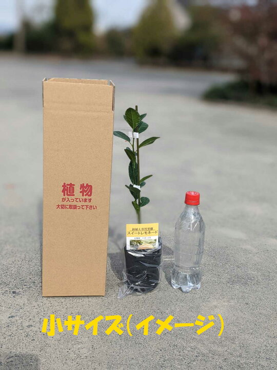 レモン 苗木 リスボン ベランダで育成 鉢植え 家庭菜園 簡単 檸檬 Lemon 小 柑橘 果樹 れもん レモンの木 かみはる園芸 かみはる園芸 9本セット レモン 苗木 リスボン ベランダで育成 鉢植え 接ぎ木苗 ポット植え 中 柑橘 果樹 れもん Cubehighways Com